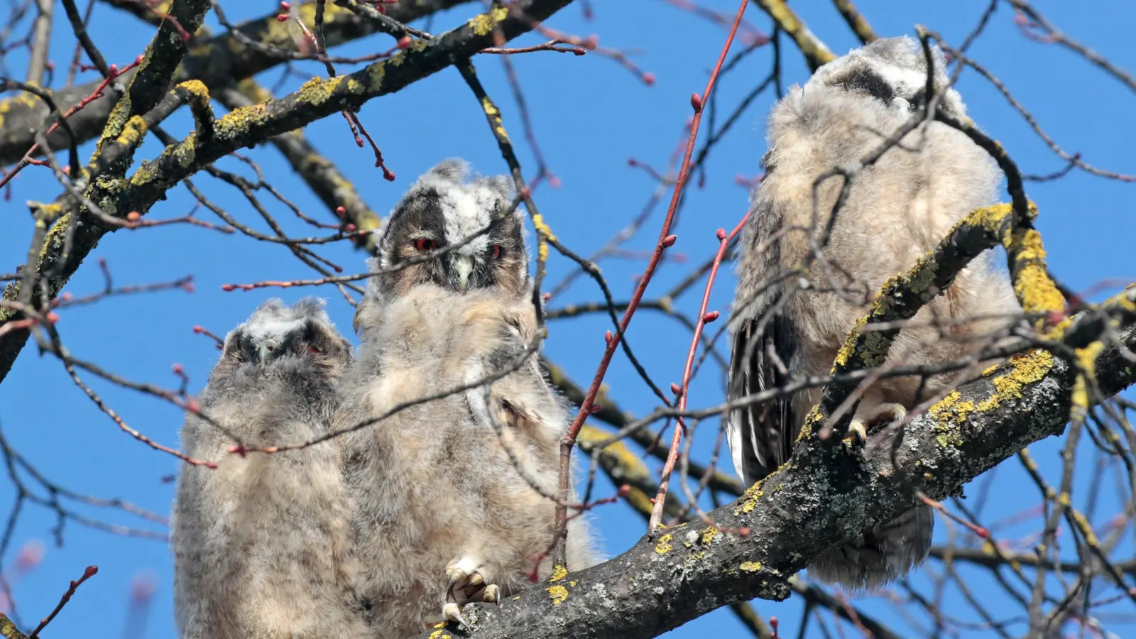 Flauschig - die jungen Waldohreulen am Airport! (Foto: Dirk Ullmann)