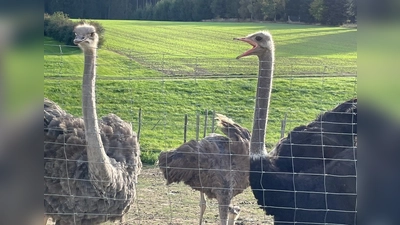 Straußenhaltung ist nicht alltäglich in der regionalen Landwirtschaft. Familie Hiereth hat den Beschluss dazu nie bereut. (Foto: Aigner)