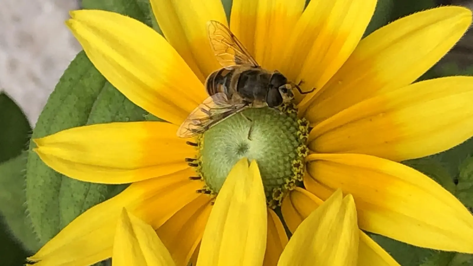 Mehr Angebot für Biene &amp; Co, damit konnten gleich drei Gemeinden im Landkreis Ebersberg punkten. (Foto: hw)