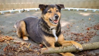 Mischling Lucy wartet auf dem Gnadenhof auf ein neues Zuhause. (Foto: Tierschutzverein München)