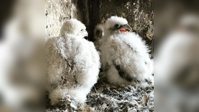 Derzeit brüten Falken auf dem Turm. Die Küken allerdings brauchen ihre Ruhe und dürfen von den Besichtigungen nicht gestört werden. (Foto: Bauer)