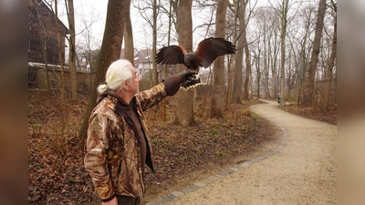 Gonzo wurde von Leo von Hand aufgezogen und folgt wie einbraver Hund: auf Zuruf landet er auf dem Handschuh des Falkners. (Foto: bro)