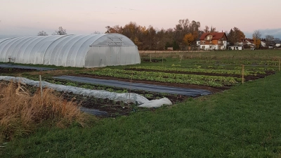 Naturbelassenes Gemüse wächst auf den Feldern der Solidarischen Landwirtschaft in Neufarn. (Foto: privat)