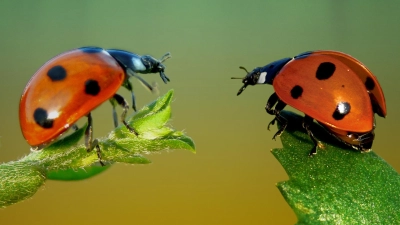 Der Marienkäfer ist eines der Insekten, die jeder kennt. (Foto: Andreas Giessler, LBV Bildarchiv)
