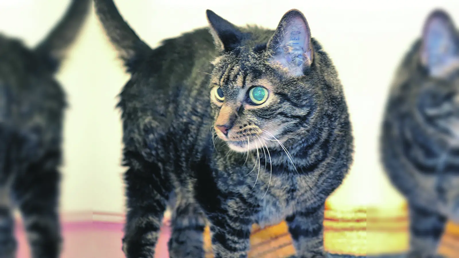 Katzenfoto_test (Foto: Stefan Maierhofer)