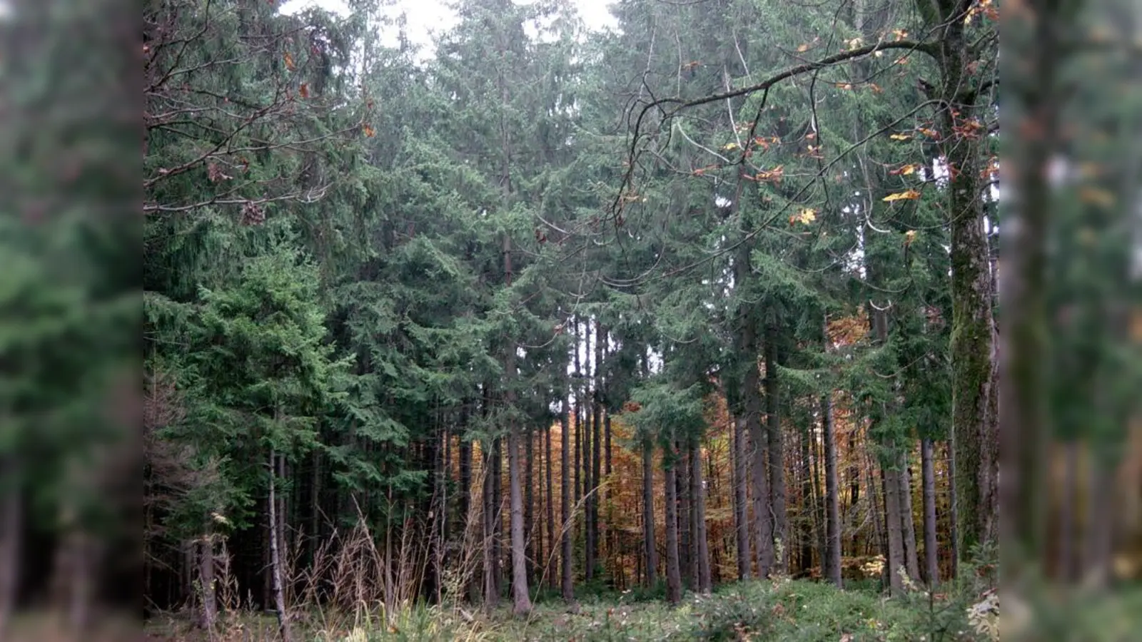 Das Museum Wald und Umwelt lädt Senioren zu einer speziellen Führung ein. (Foto: job)