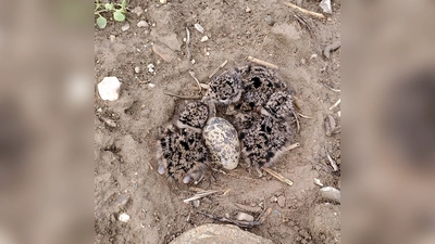 Das Landratsamt Ebersberg macht darauf aufmerksam, dass Kiebitzküken unter besonderem Schutz stehen, weil ihre Art vom Aussterben bedroht ist. (Foto: © K. Grünebach)