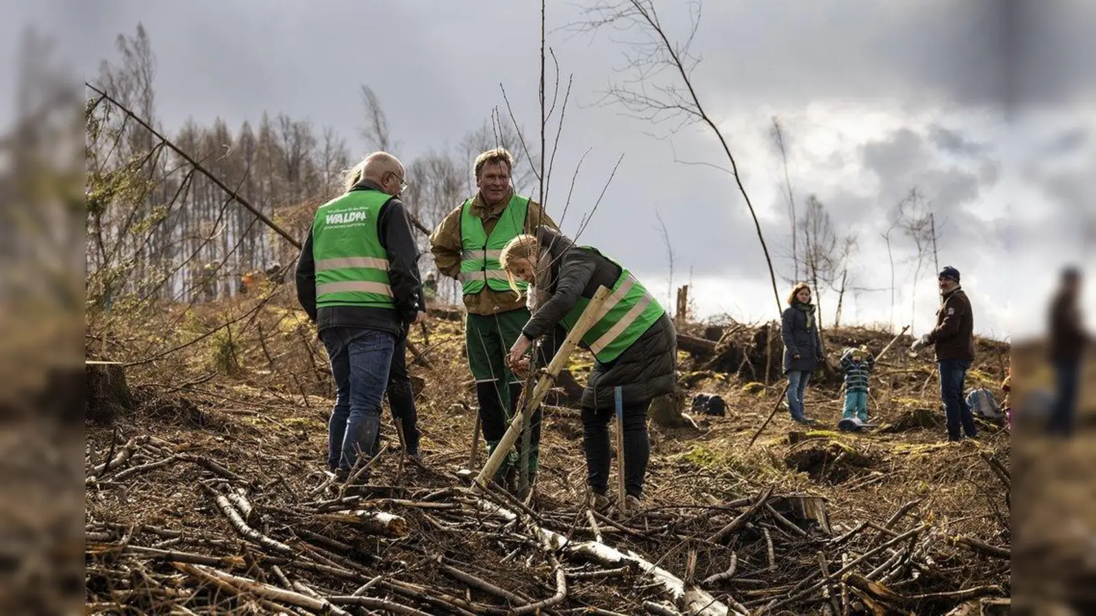 Bürgerinnen und Bürger können persönlich aktiv werden, wenn es um die Pflanzung klimastabiler Mischwälder geht.  (Foto: PEFC Deutschland/sabrinity)