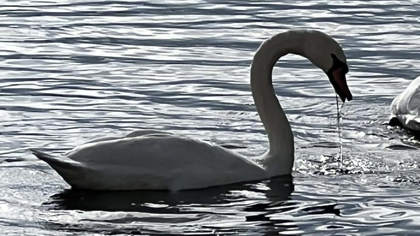 Nicht nur Wildvögel wie dieser Schwan sind gefährdet - das Landratsamt mahnt Geflügelhalter bereits zur Vorsicht. (Foto: cba)