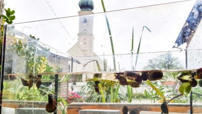 Wasserschnecken tummeln sich im Aquarium vor der Kulisse der Kirchascher Kirche. Der Gasthof Bauer am Ort ist das Vereinslokal von Aquaterra. (Foto: Aquaterra)