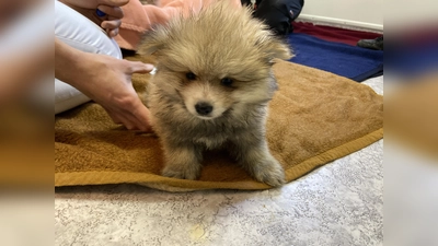Süß, aber noch viel zu klein, um schon von der Mutter getrennt zu sein. (Foto: Polizei)