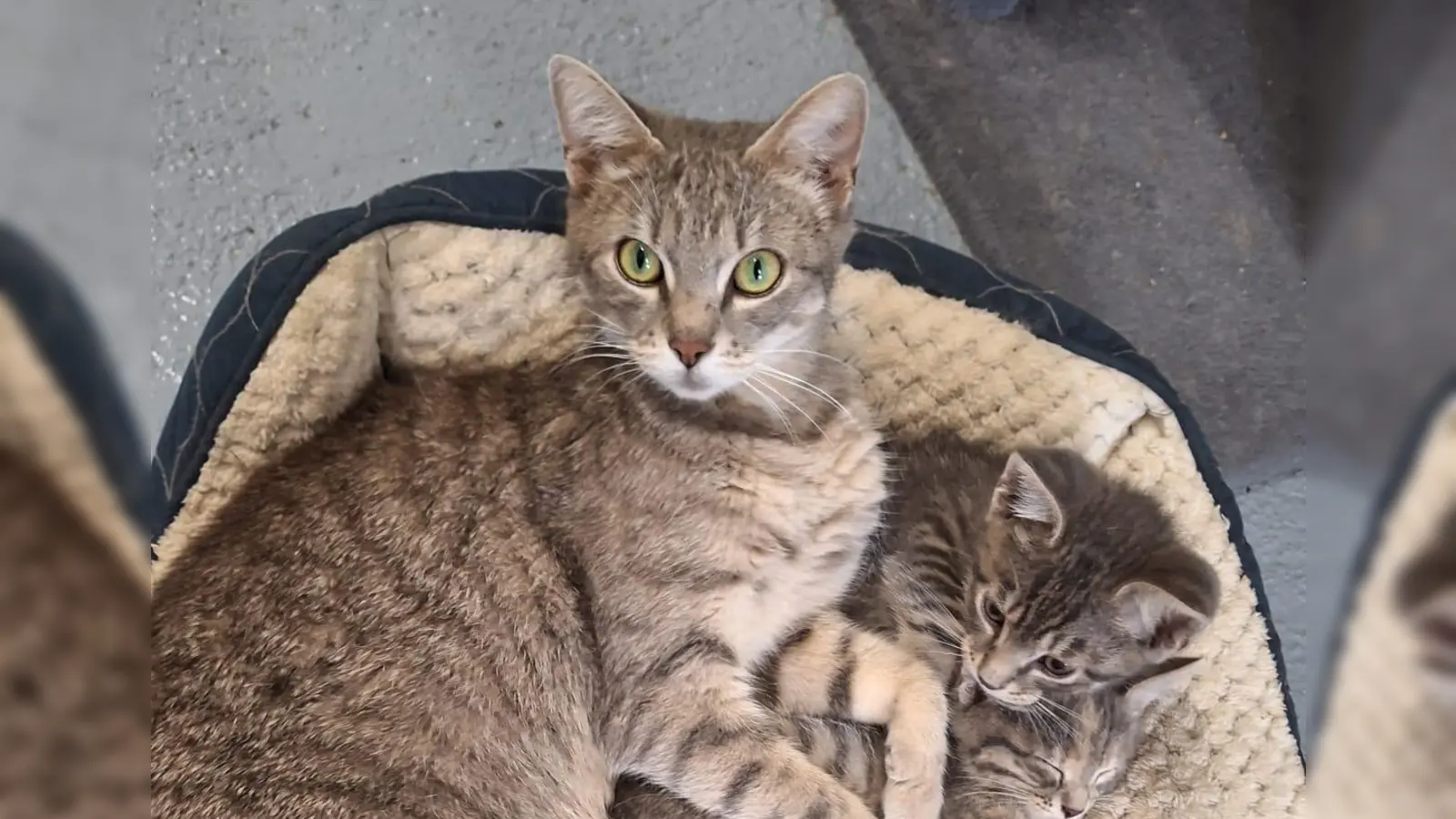 Milka und ihre Kleinen sind wohlauf. (Foto: Tierschutzjugend Erding)