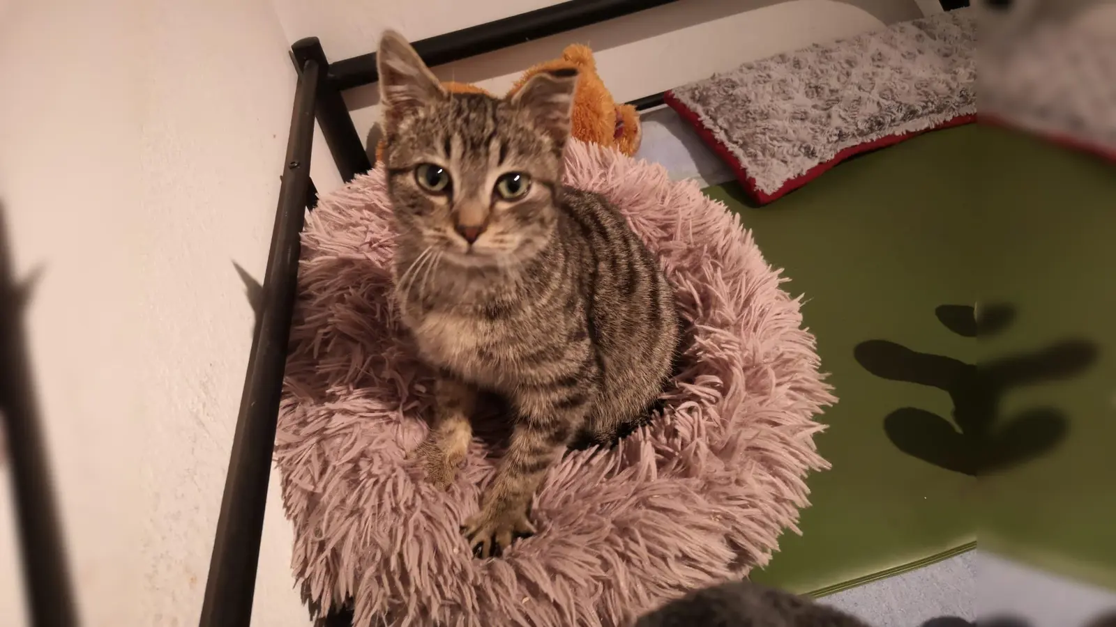 Zugelaufen in Indorf. Wem gehört dieser hübsche Kater? (Foto: Tierschutzschule e.V.)