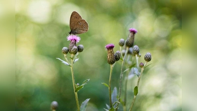 Wildblumen dekorieren die Baumgräber in einem Bestattungswald und locken natürliche Gäste an.  (Foto: djd/FriedWald GmbH)