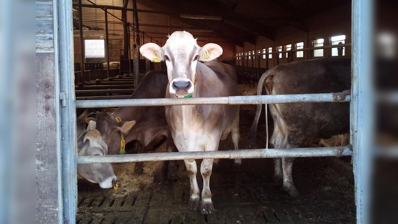 "Tierleid in der Milchindustrie systembedingt", sagt die Tierrechtsorganisation PETA. (Foto: Stefan Dohl)