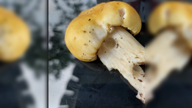 Hierbei handelt es sich um den Gelben Riesenträuschling, eine der Arten, die man selber züchten kann. (Foto: Roman Snajdr )