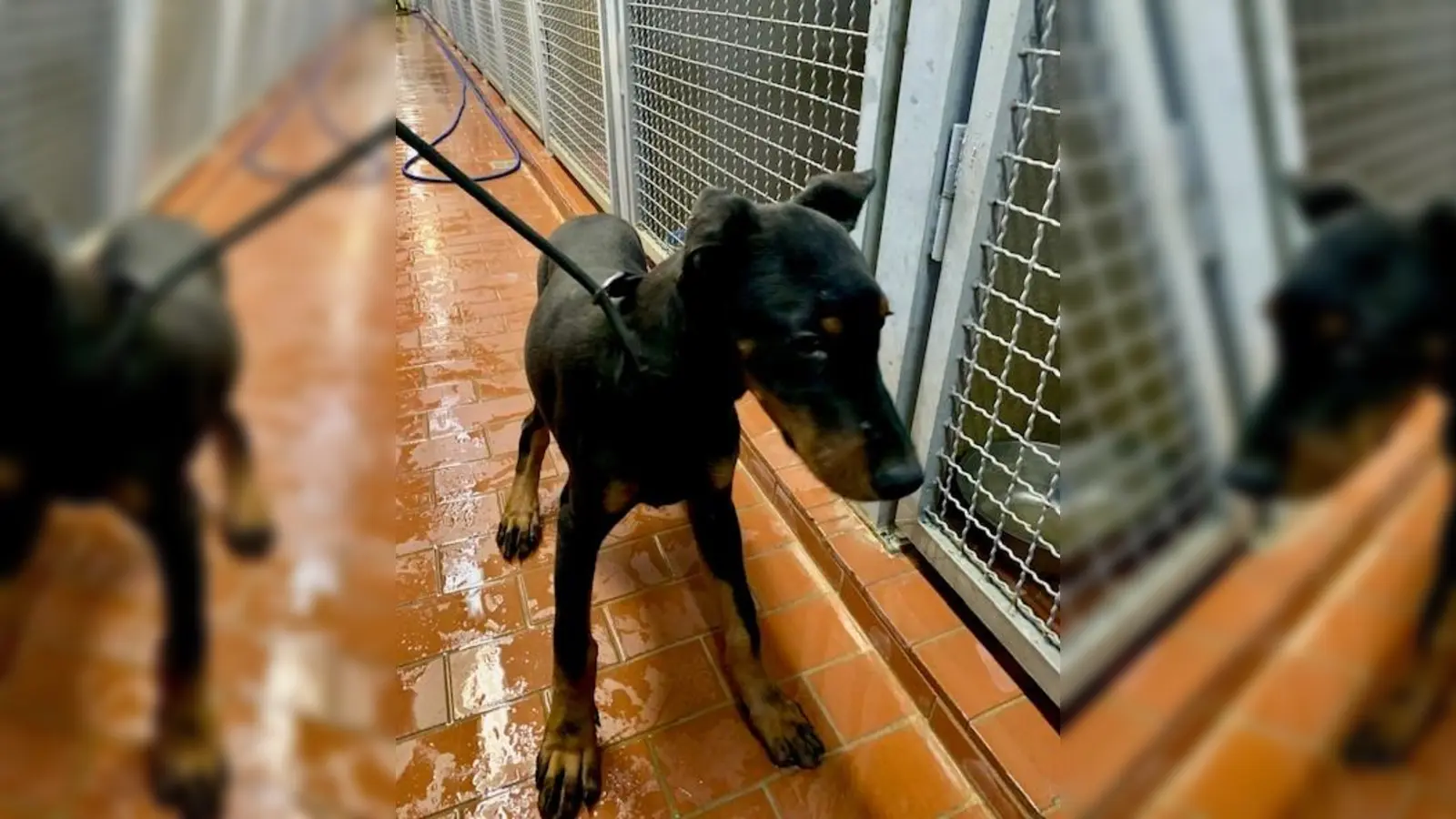 Zwei kleine Dobermänner suchen ein neues Zuhause. (Foto: LRA Erding)