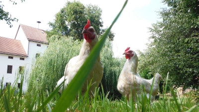 Glückliche Hühner... (Foto: Billesberger)