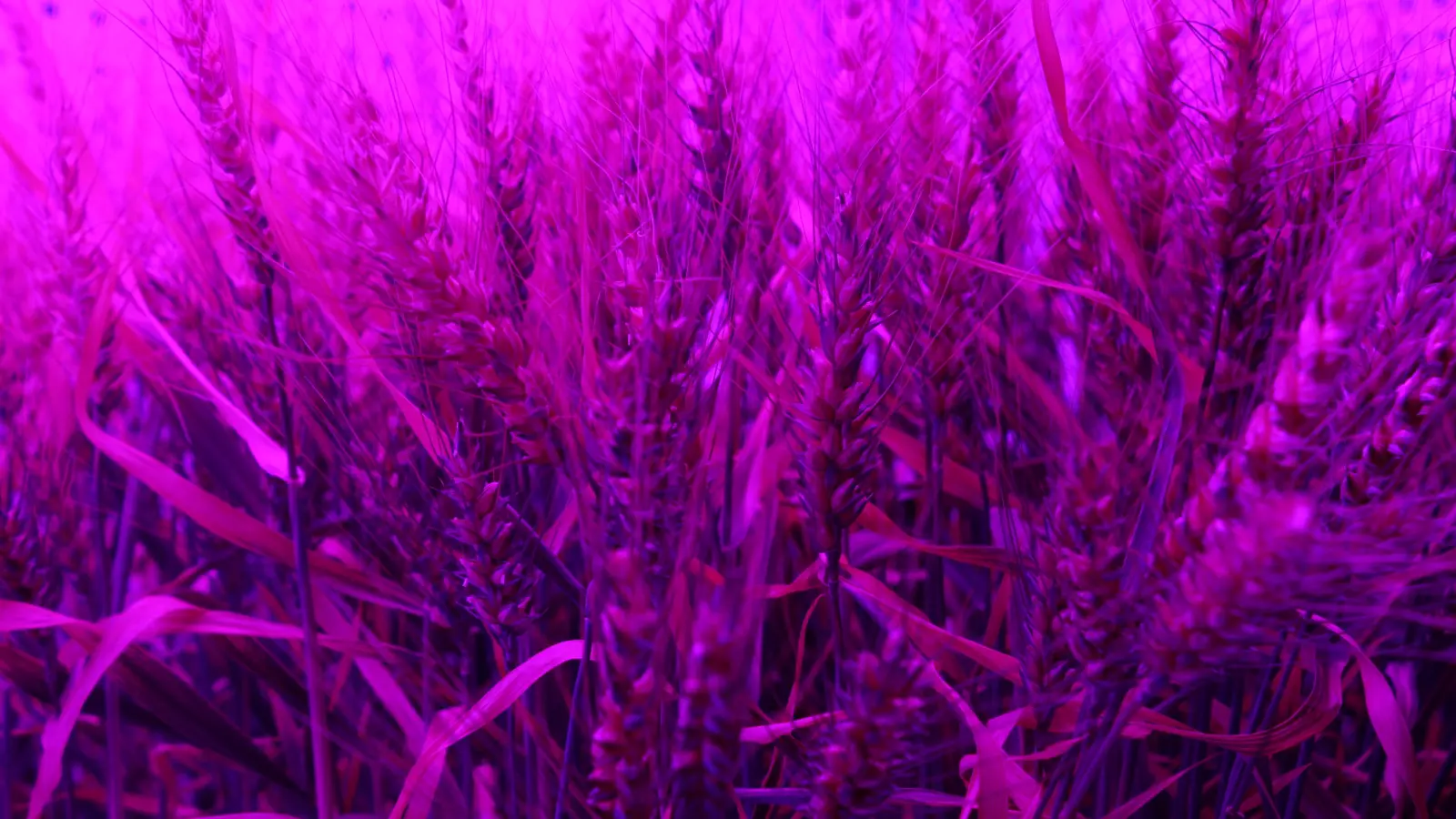 Indoor-Weizen in der Klimakammer in Dürnast bei Freising. (Foto: TUM Freising)