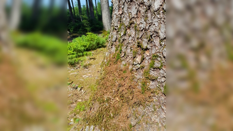 Warnsignal am Stamm: Frisches Bohrmehl verrät den Borkenkäferbefall.  (Foto: © Christoph Schwer)