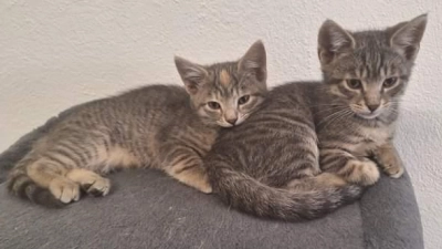 Die Maikätzchen Lilly und Pedro können ab August vermittelt werden. (Foto: Tierschutzjugend Erding)