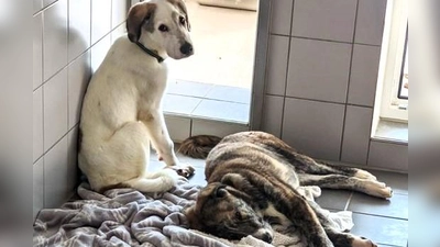 Natürlich sind sie süß - aber so ein ausgewachsener Owtscharka-Rüde kann fast 80 Kilogramm schwer werden. (Foto: TH Dachau)