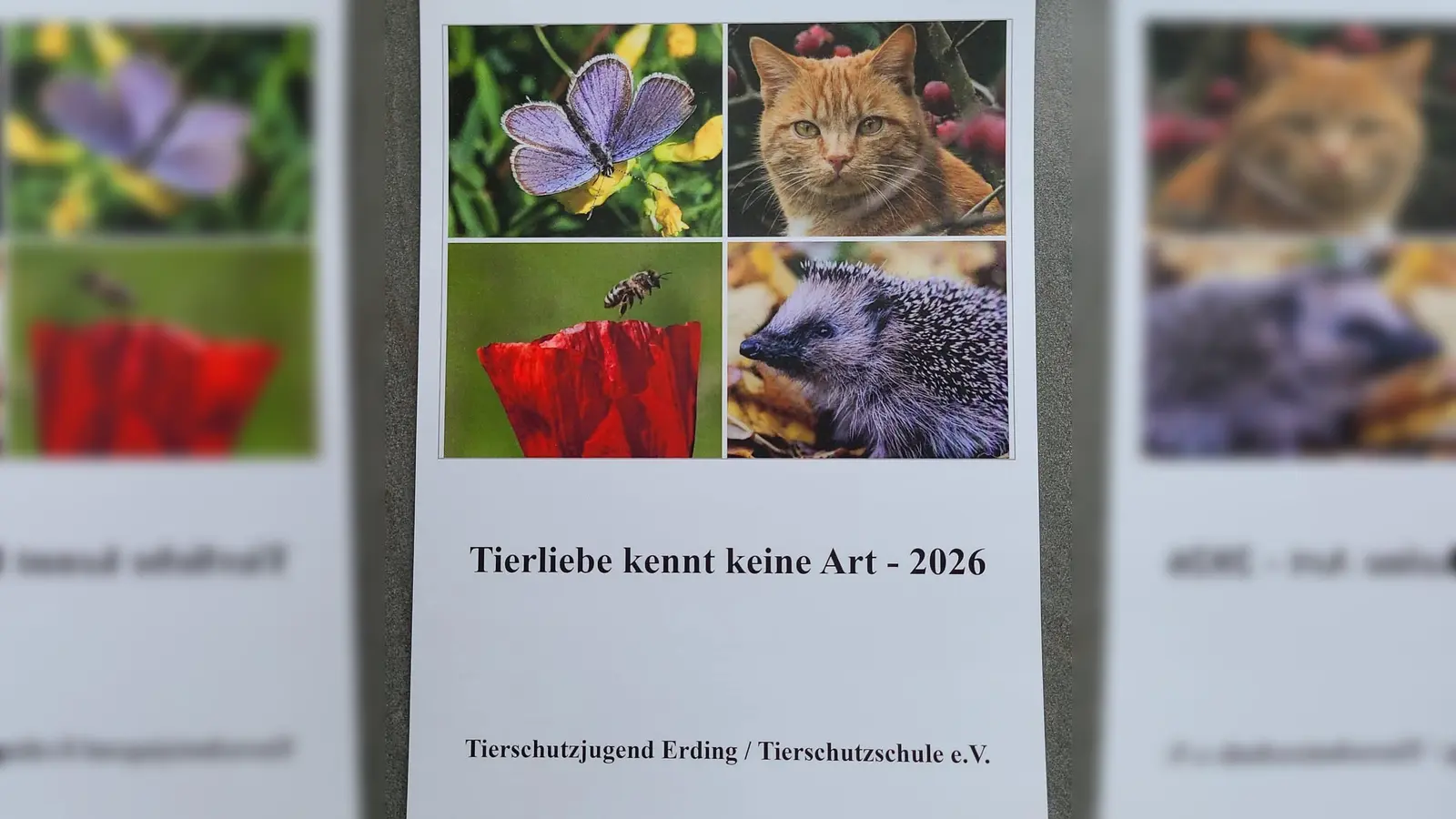 Ab sofort erhältlich: Der Jahreskalender des Tierschutzvereins. (Foto: Tierschutzverein)