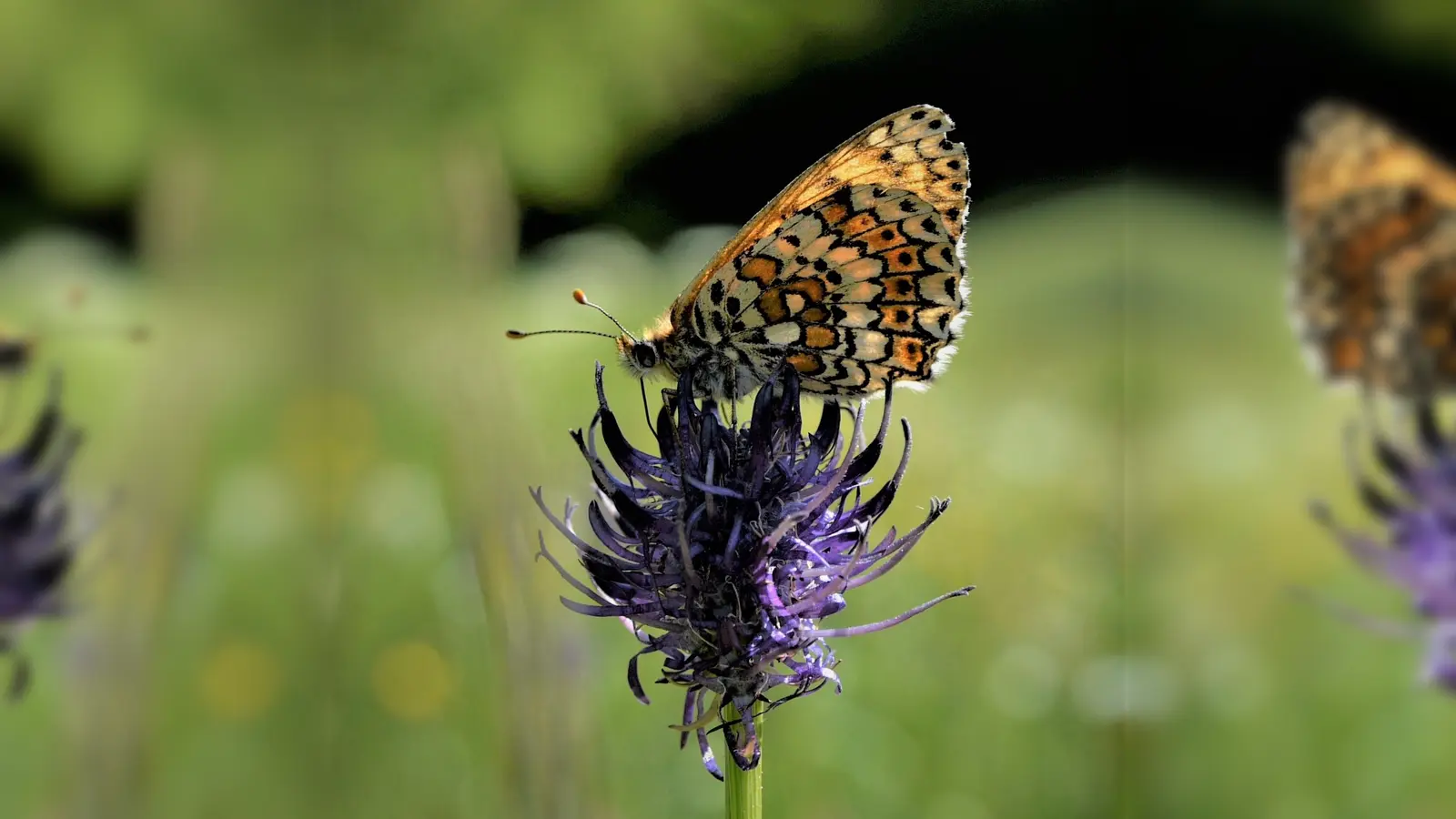 Wunderbares Terrain für Schmetterlinge: die Blühwiesen! (Foto: Junk, Regierung von Oberbayern)