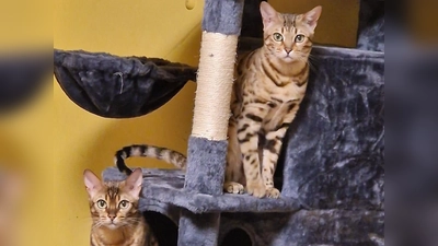 Die Bengalkatzen Dele und Lejla sind ein Herz und eine Seele.  (Foto: Tierschutzjugend Erding)