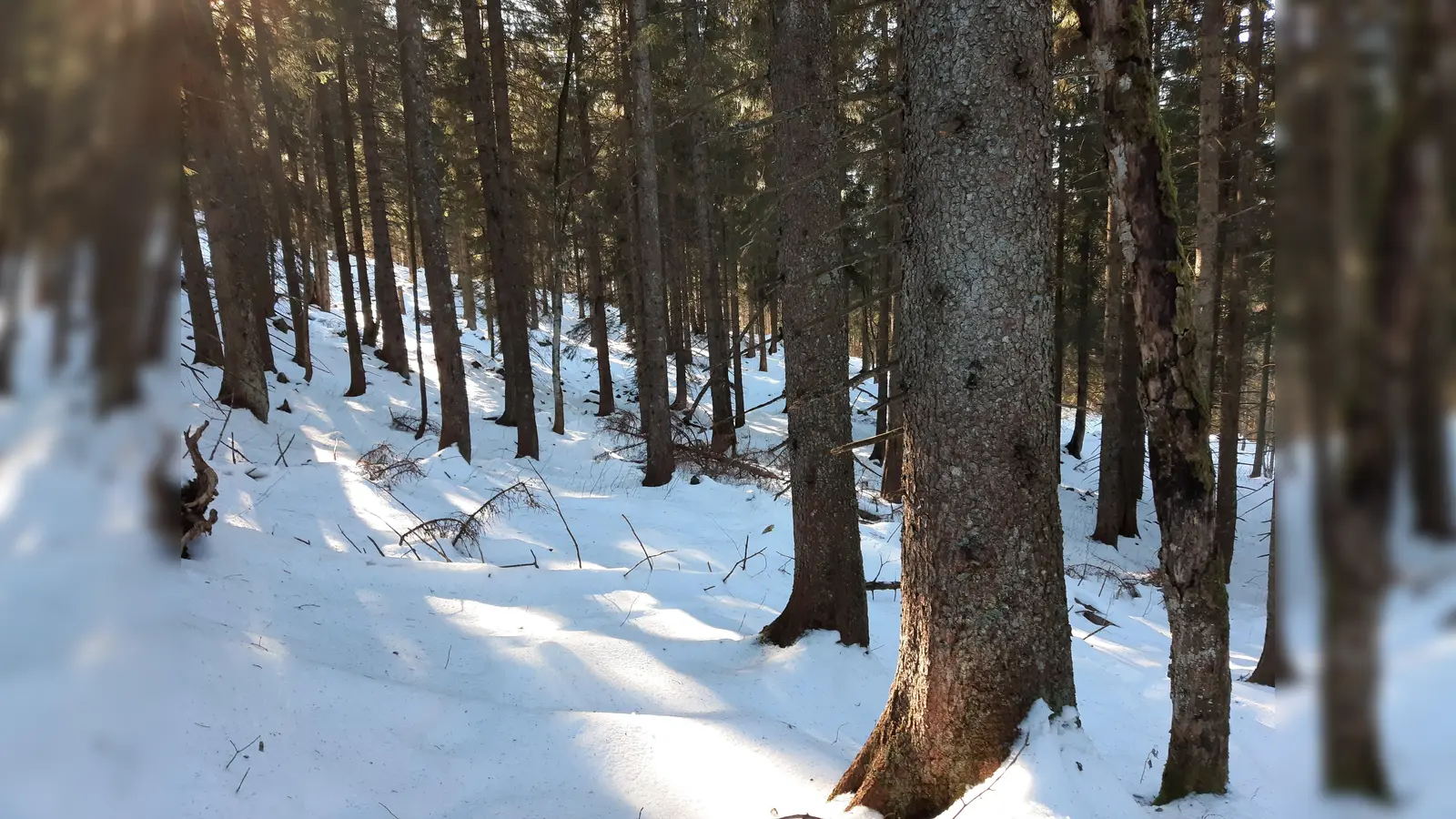 Der Wald: Ein guter Ort um Kraft zu tanken, aber für Tiere kann der Winter dort hart sein.  (Foto: std)