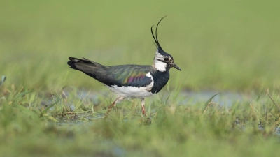 Angesichts milder Temperaturen könnte man bei der Wanderung vielleicht schon dem Kiebitz begegnen. (Foto: Christoph Bosch)