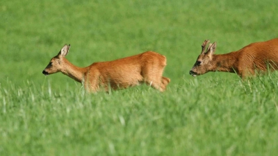 Der Rehbock hat nur noch die brunftige Rehgeiß im Sinn und folgt ihr durch Wald und Feld - und leider auch oftmals über die Straßen. (Foto: Kreisjagdverband Erding e.V.)