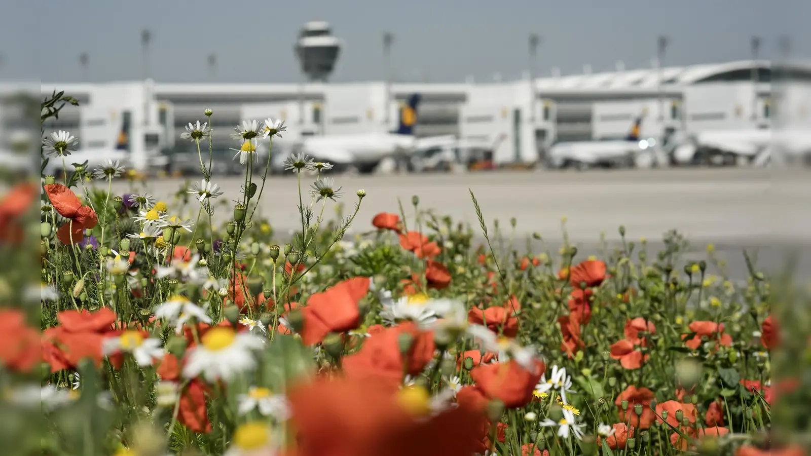 Der Flughafen München im Erdinger Moos ist offiziell ein „Blühender Betrieb“. (Foto: Yorck Dertinger)