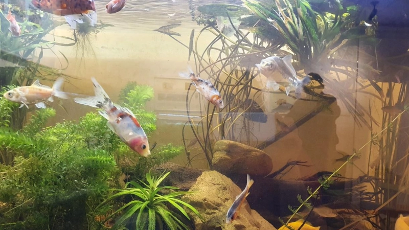 Bunte Teichfische und vieles mehr kann unter Kennern getauscht werden. (Foto: Cornelia Huber)