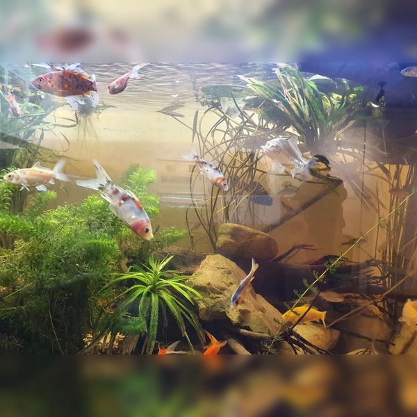 Bunte Teichfische und vieles mehr kann unter Kennern getauscht werden. (Foto: Cornelia Huber)