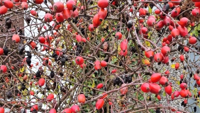 Hagebutten zählen zu den wichtigsten und bekanntesten Wildfrüchten. (Foto: chk)