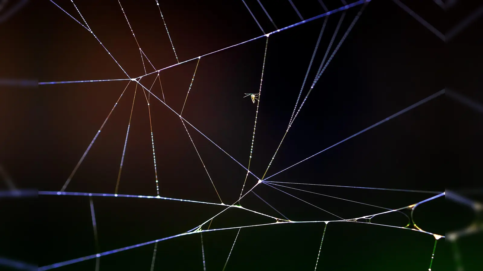 Norbert Sensers Makroaufnahme eines Spinnennetzes ist nur eine von insgesamt 84 spannenden Aufnahmen, die in der Ausstellung zu sehen sein werden. (Foto: Norbert Senser)