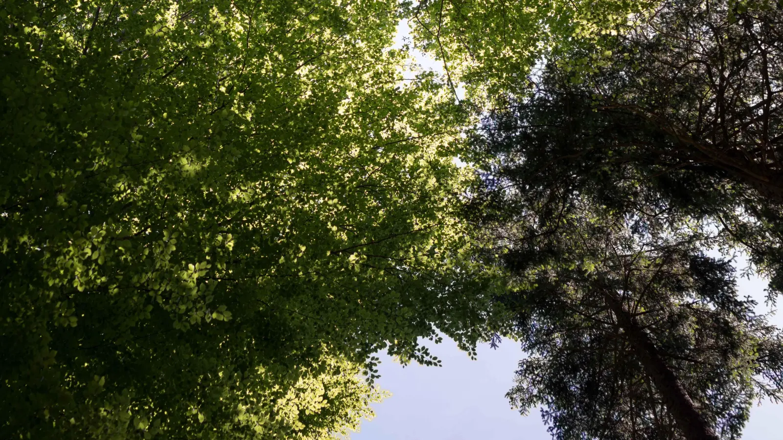 Der nasse Frühsommer 2021 war ein Segen für die bayerischen Wälder. (Foto: Sorin Morar /StMELF)