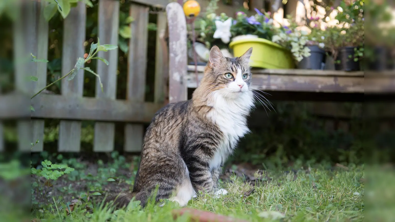 In einem tierfreundlichen, sicheren Garten fühlen sich nicht nur Samtpfoten wohl. (Foto: TASSO e.V.)