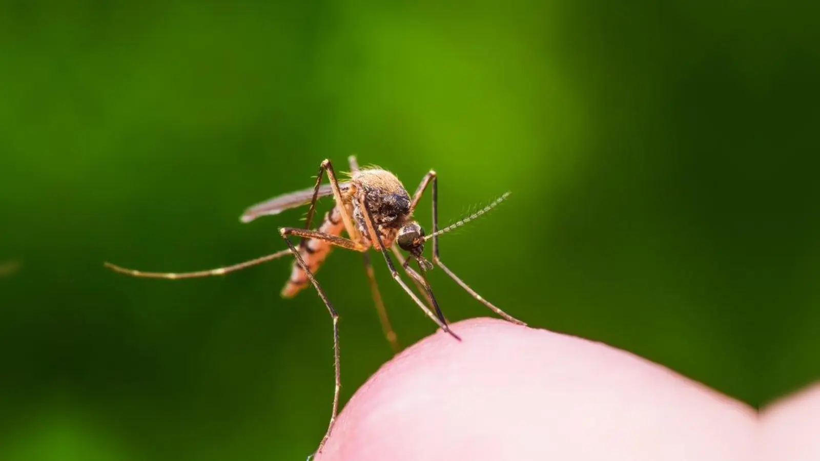 Nur weibliche Mücken stechen, die das Blut ihrer Opfer für die Produktion ihrer Eier brauchen.  (Foto: djd/Anti Brumm/Getty Images/nechaev-kon)