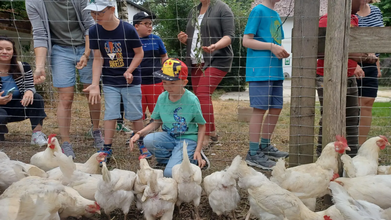 Die Kinder fütterten die Hühner mit Hirse – und beobachten die Tiere genau. (Foto: AELF Ebersberg-Erding)