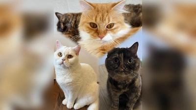 Quelle: Tierschutzjugend ED