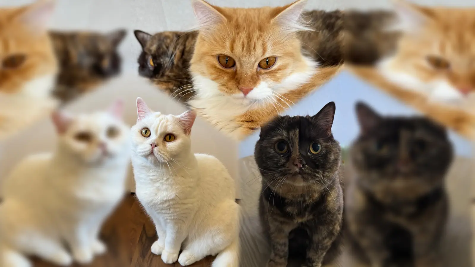 Quelle: Tierschutzjugend ED