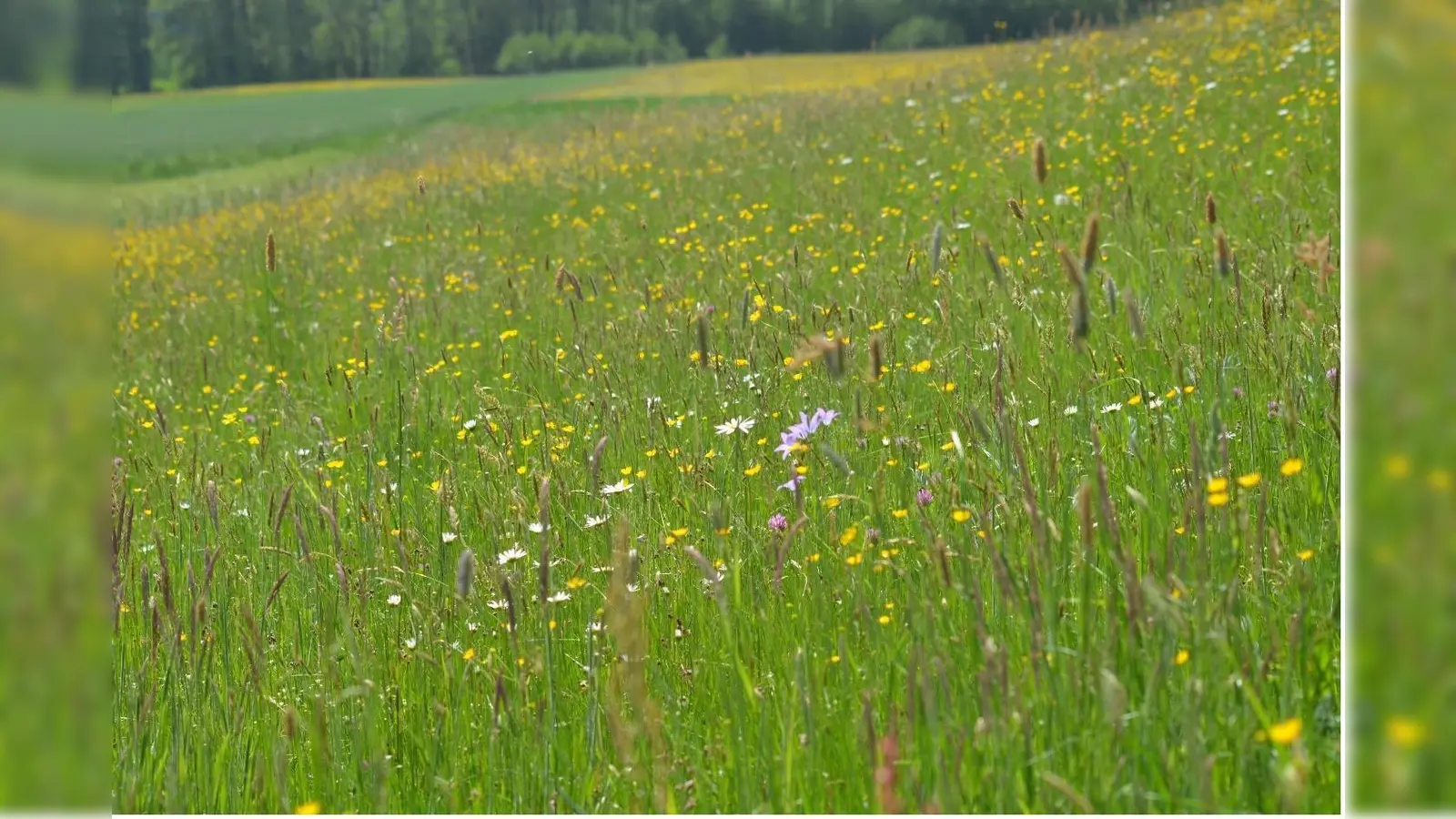 Zunächst soll der aktuelle Zustand der Mähwiesen ermittelt werden, bevor Verbesserungsmöglichkeiten ausgelotet werden. (Foto: ifuplan)