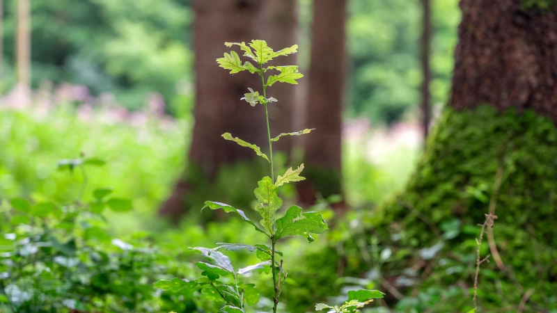 Holz ist als nachwachsender Rohstoff von besonderer Bedeutung für die Transformation der fossilbasierten Wirtschaft zu einer biomassebasierten Ökonomie. (Foto: A. Eckert)