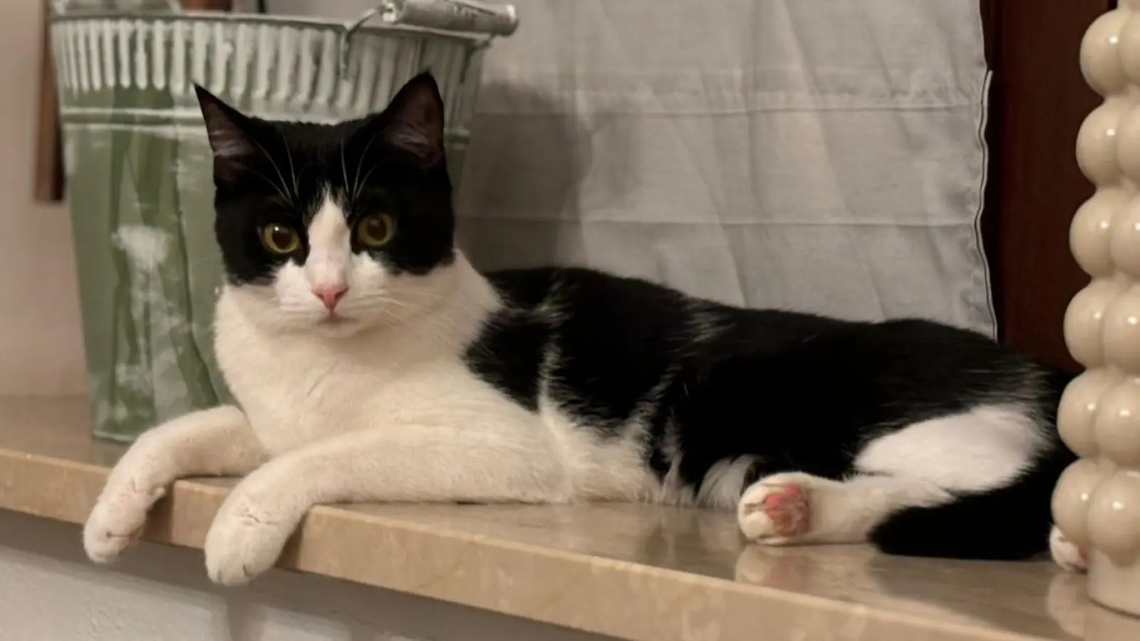 Krümel ist auf der Suche nach liebevollen Menschen und einer selbstbewussten Partnerkatze. (Foto: Tierschutzjugend Erding)