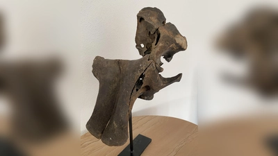 Die Ausstellung in Taufkirchen/Vils ist nun um einen gerade einmal 25 cm großen Schädel eines Mammutbabies reicher, das wohl kurz nach der Geburt gestorben ist. (Foto: VA)