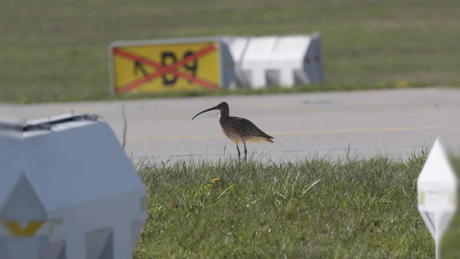 Während die überregionale Entwicklung des vom Aussterben bedrohten Großen Brachvogels anhaltend negativ ist, zeigt der Bestand auf den Flughafenwiesen seit Jahren einen positiven Trend. (Foto: Dirk Ullmann/Flughafen München)