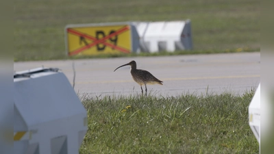 Während die überregionale Entwicklung des vom Aussterben bedrohten Großen Brachvogels anhaltend negativ ist, zeigt der Bestand auf den Flughafenwiesen seit Jahren einen positiven Trend. (Foto: Dirk Ullmann/Flughafen München)