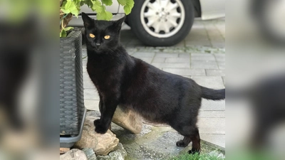 Die hübsche Antonia mit ihren Bernsteinaugen sucht neue Menschen. (Foto: Tierschutzjugend Erding)